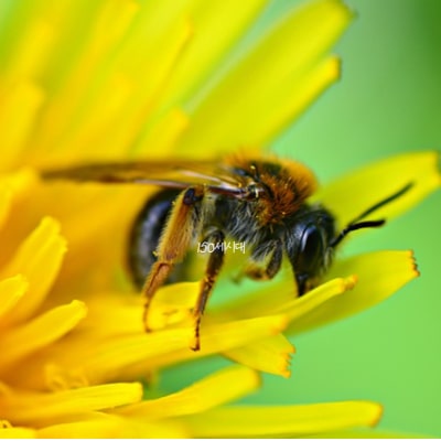 민들레꽃-위에-앉은-꿀벌