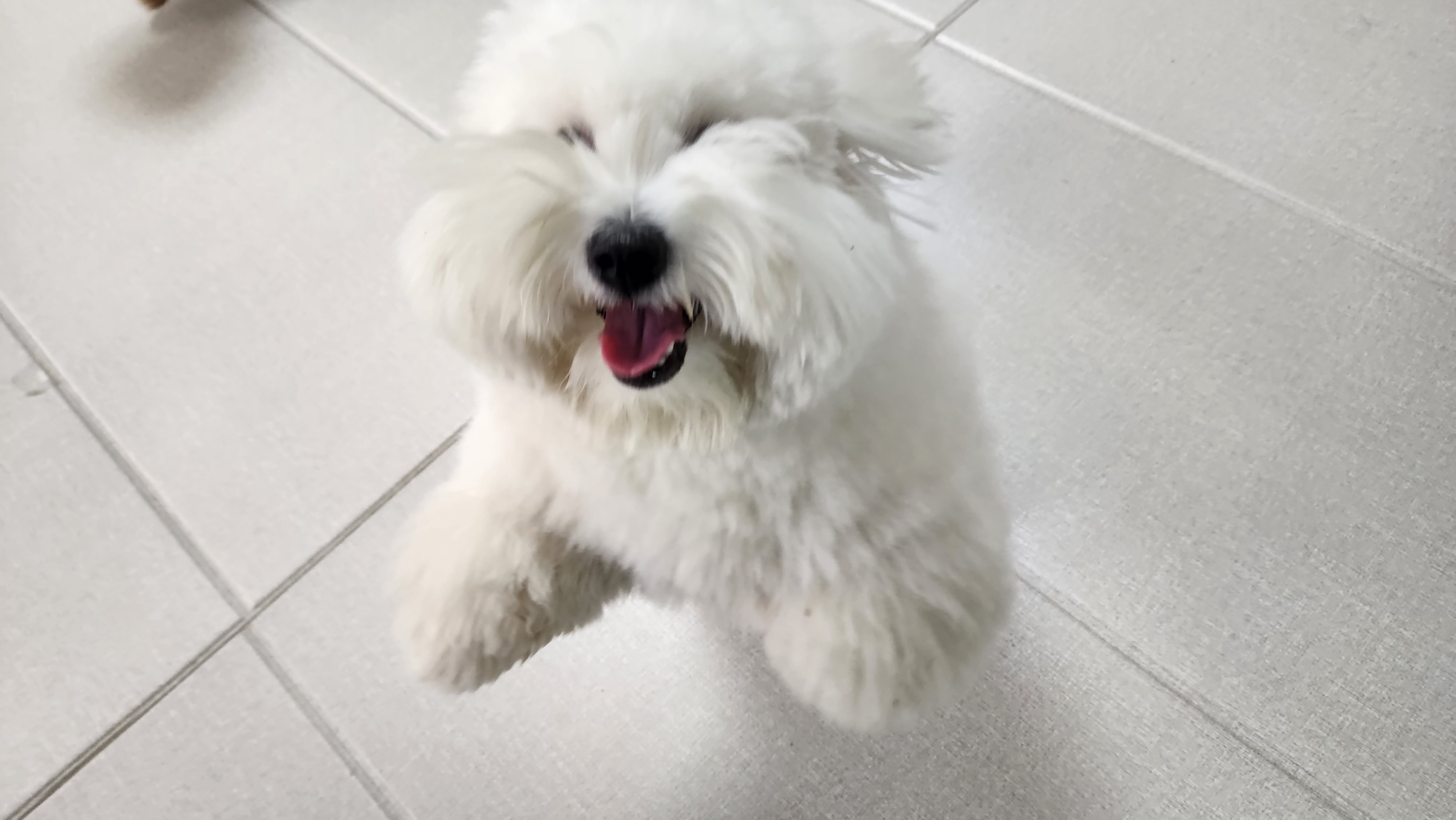  강아지가 TV를 보고 짖는 이유