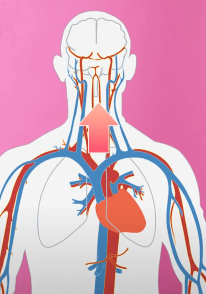 인체조직도에서-혈액이-머리위쪽으로-올라가는-모습