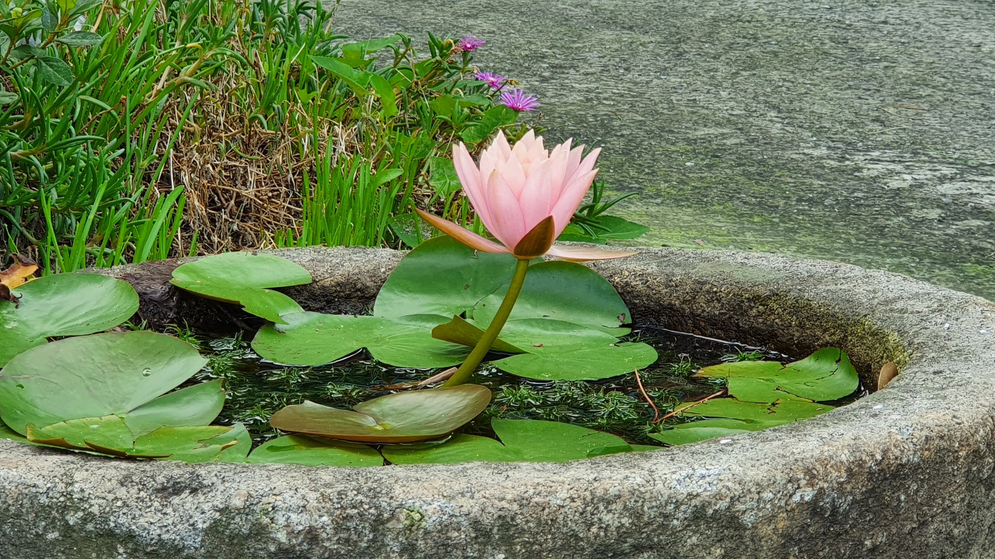 img.jpg