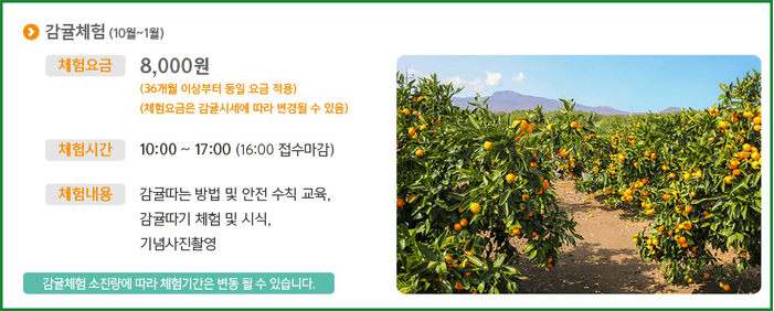 휴애리 감귤체험