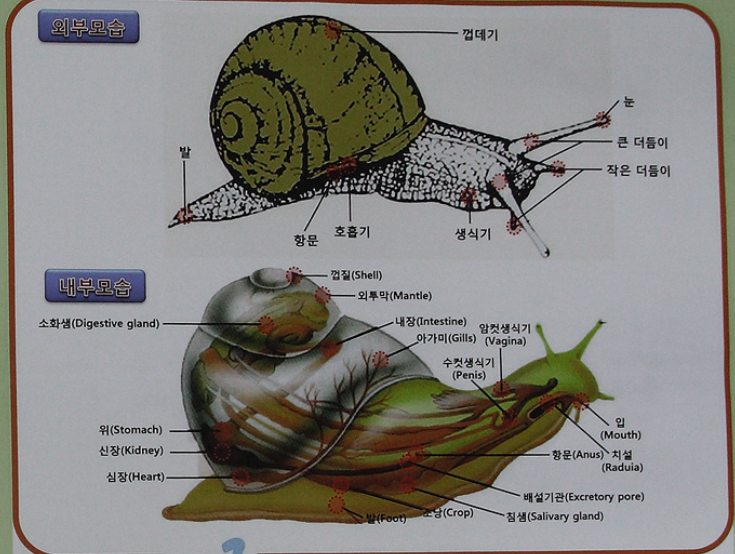 달팽이 키우기: 초보자를 위한 완벽한 가이드