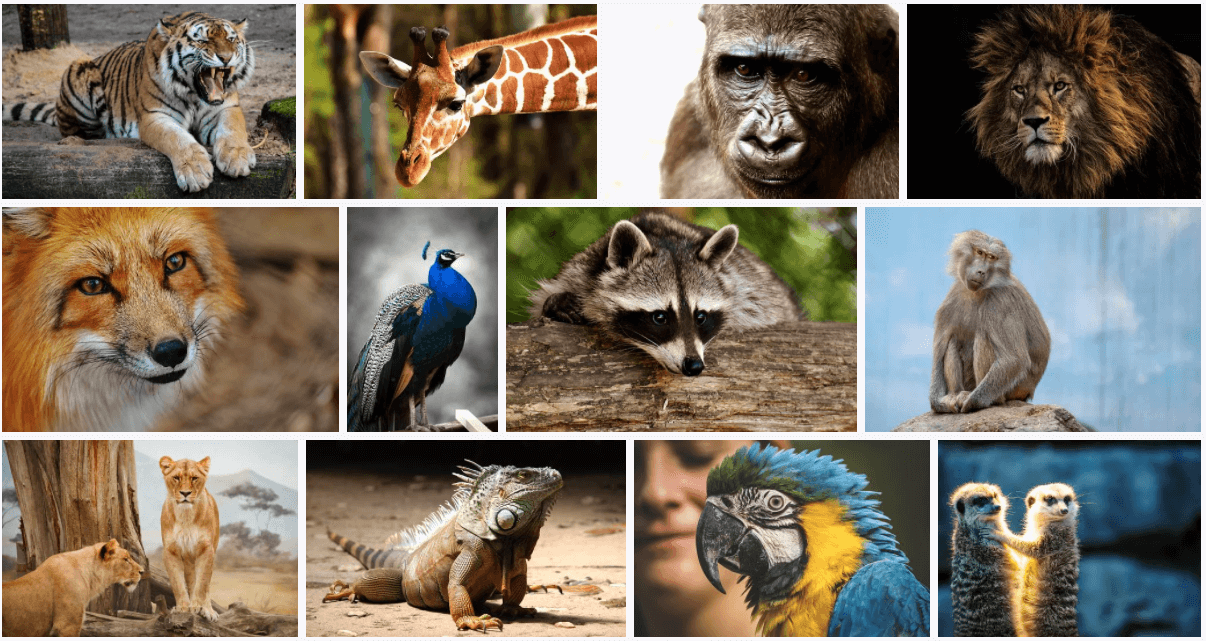 동물-종류별-사진