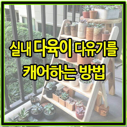  실내 다육이 다유기를 캐어하는 방법