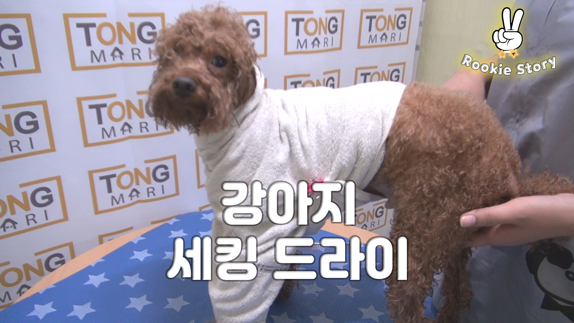  애견 셀프 미용 강아지 드라이 털 말리기