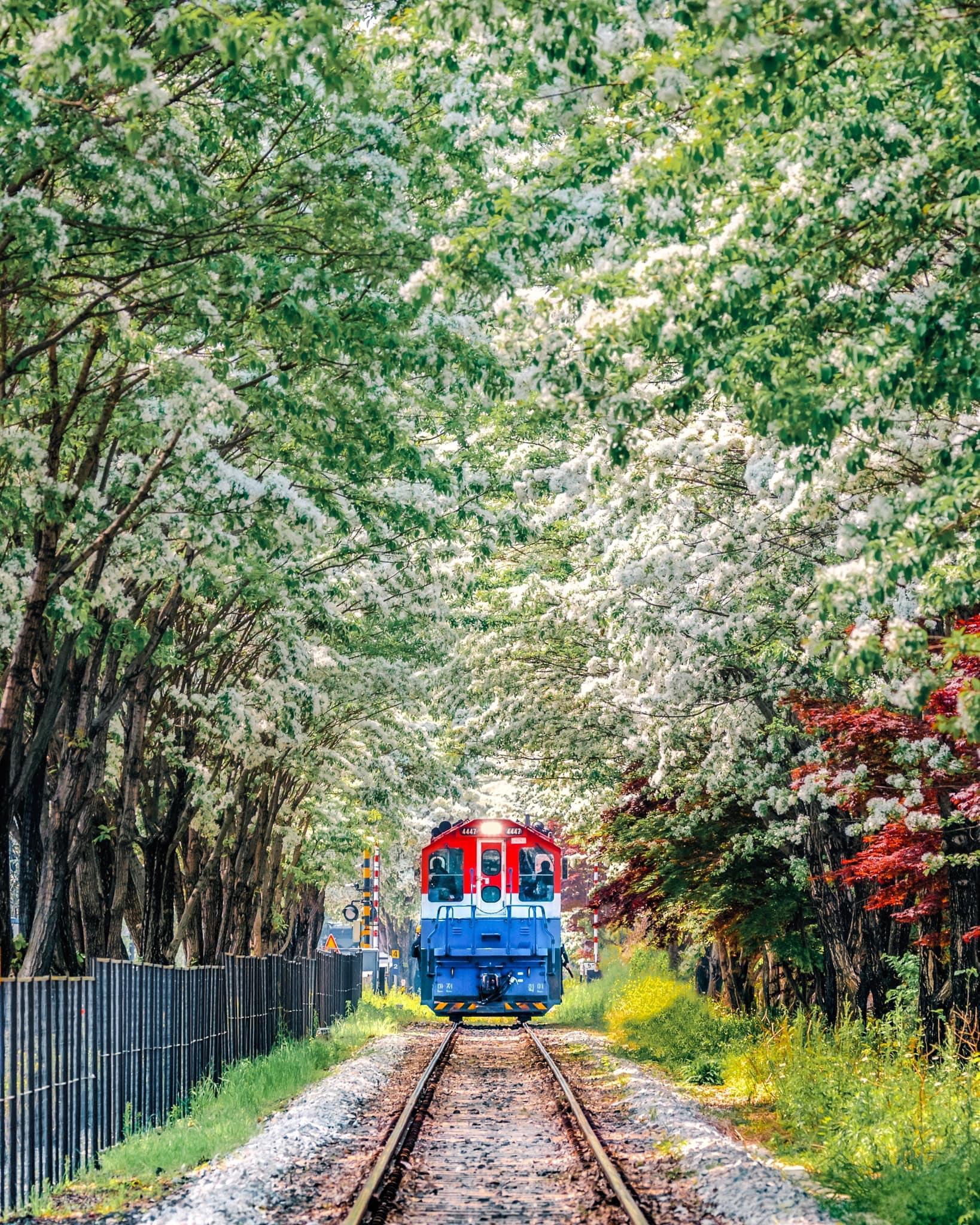 팔복동 이팝나무