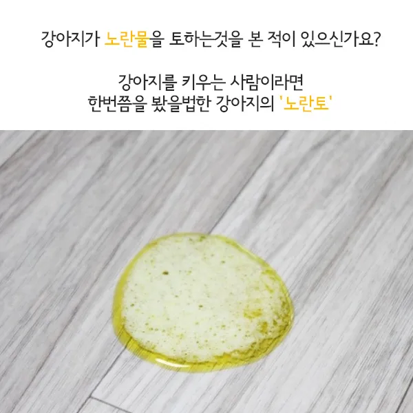 강아지 토 색깔 증상 강아지 토하는 원인과 구토 종류별 건강상태 살펴보기_3
