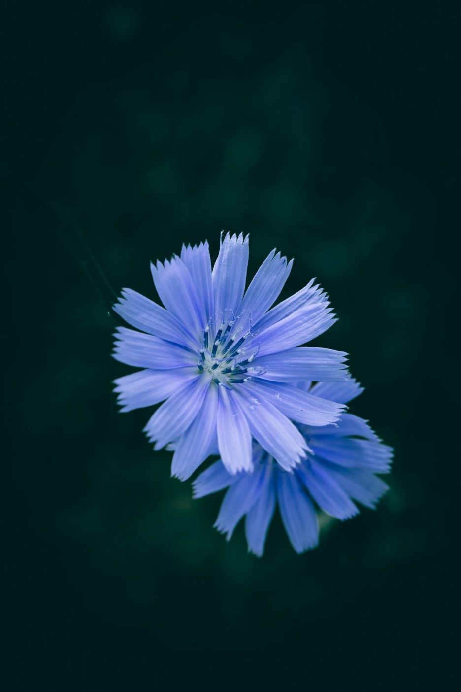 치커리 꽃
