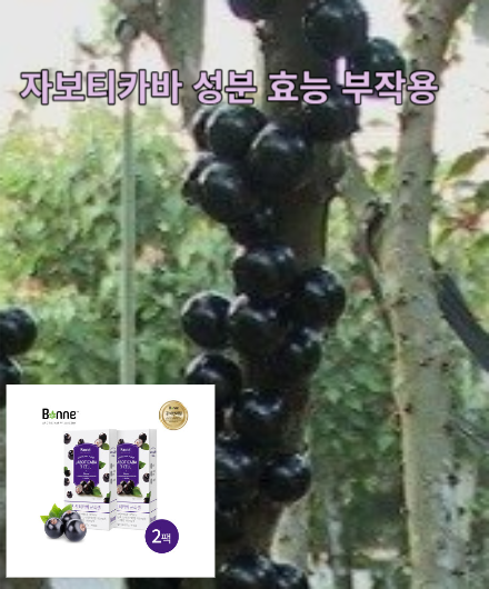 자보티카바 성분 효능 부작용