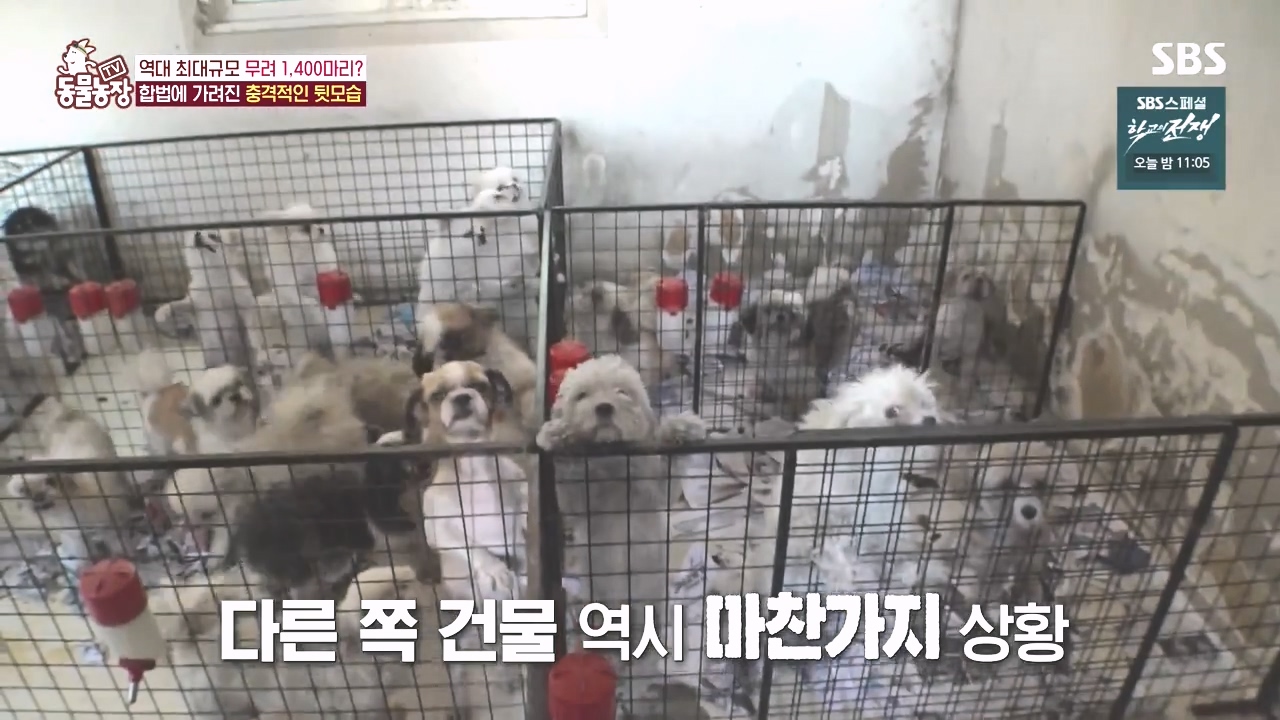 TV 동물농장.E1142.231023p-NEXT.mp4_20231022_171938.459.jpg