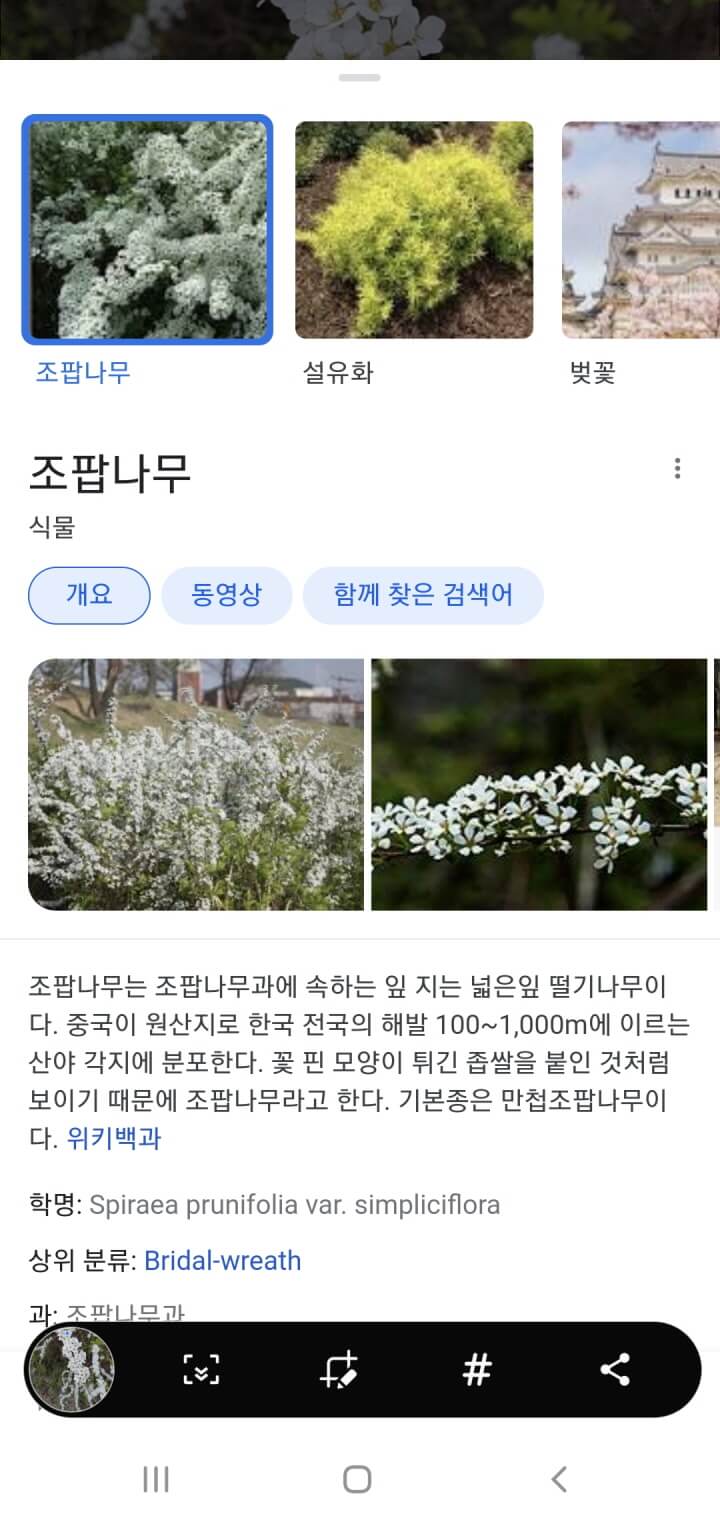 구글-꽃이름검색방법7