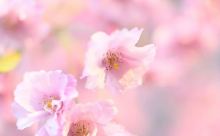 벚꽃 이미지 -7