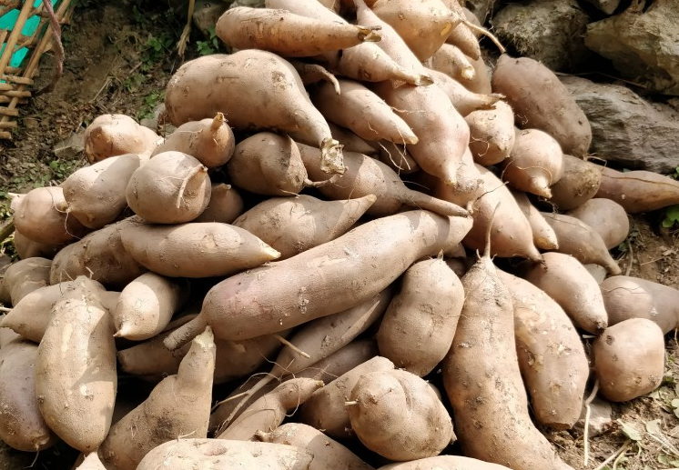 ウサギの性別の決定: 専門家の目から得られる情報