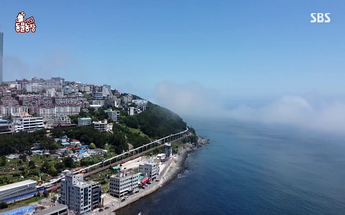 TV 동물농장.E1079.220725p-NEXT.mp4_20220724_151949.117.jpg