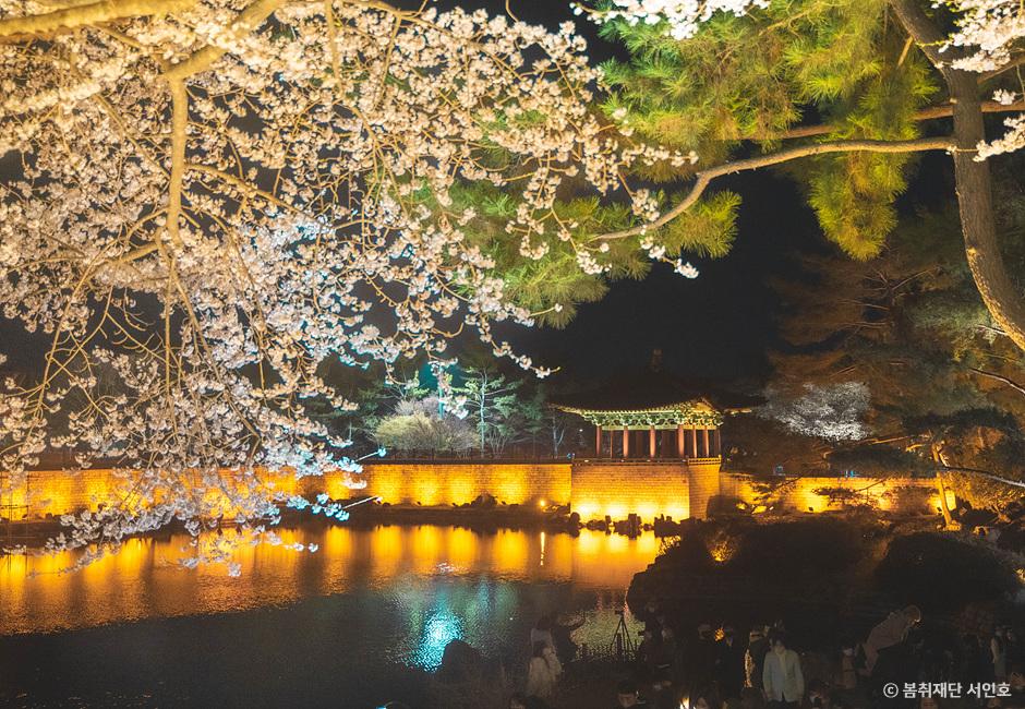 경주 벚꽃명소