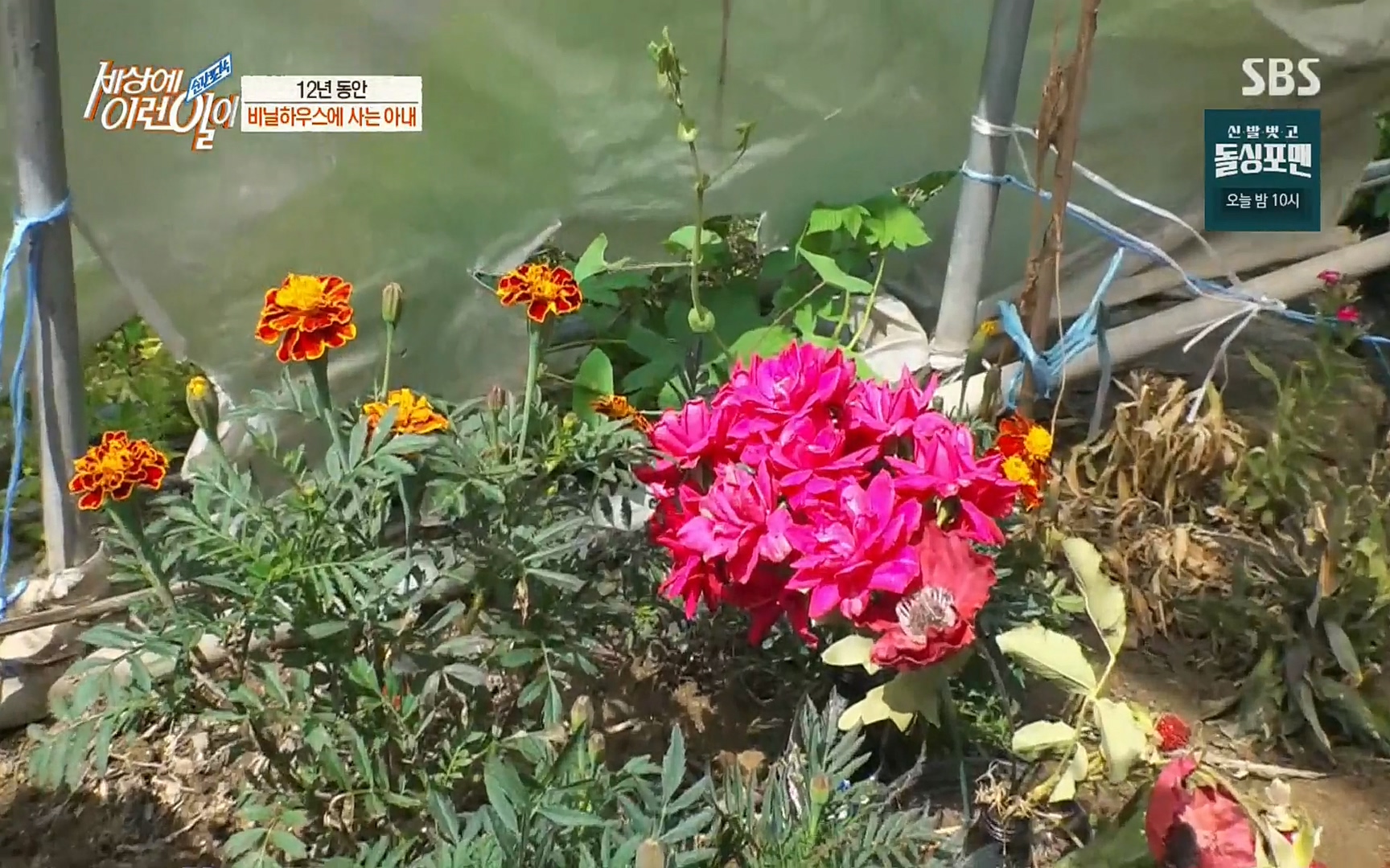 순간포착 세상에 이런일이.E1186.220628p.H264-F1RST.mp4_20220629_201013.339.jpg