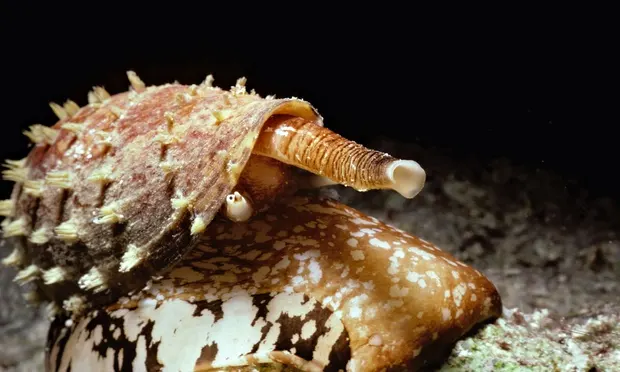 콘 스네일 (Cone Snail)