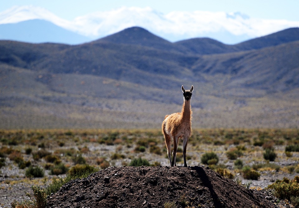 칠레의 야생동물 Vicugna