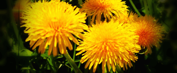 노란-민들레-꽃