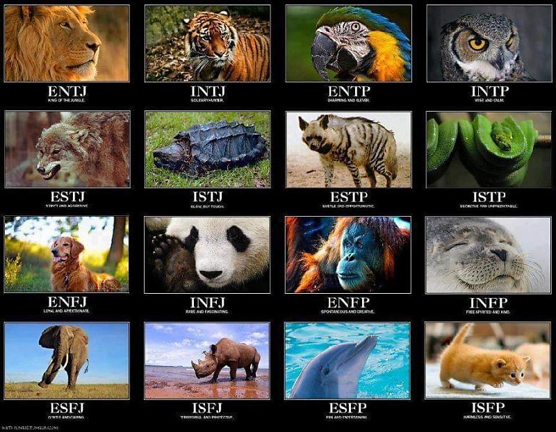  Mbti 유형별 동물비유