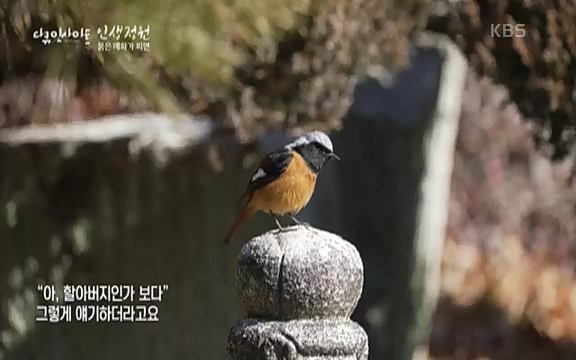 다큐 인사이트 - KBS인생정원 - 붉은 매화가 피면] 봄이면 가장 먼저, 그리고 가장 붉게 피어나는 강인한 소성의 매화.ts_20220818_205155.704.jpg