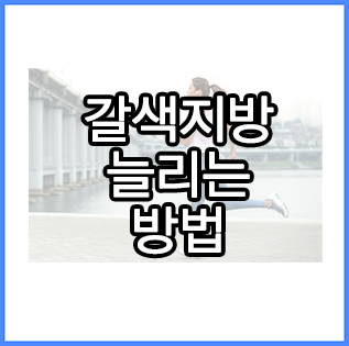  지방을 태우는 갈색지방 늘리는 방법