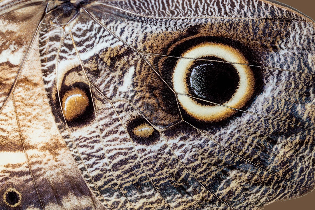 Moth