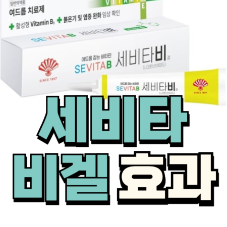 세비타비겔 정보