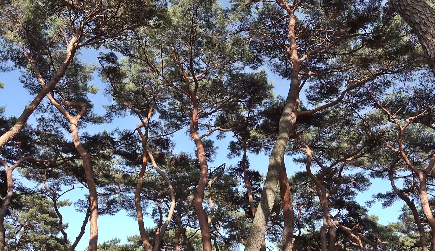 송호리송림