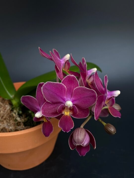 Phalaenopsis Sogo Perfume &#39;F1450&#39; 꽃사진