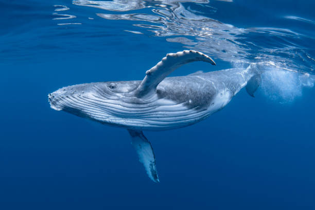 [파란형-Tipoazul] 혹등고래는 범고래를 싫어하기 때문에 물개를 구합니다
