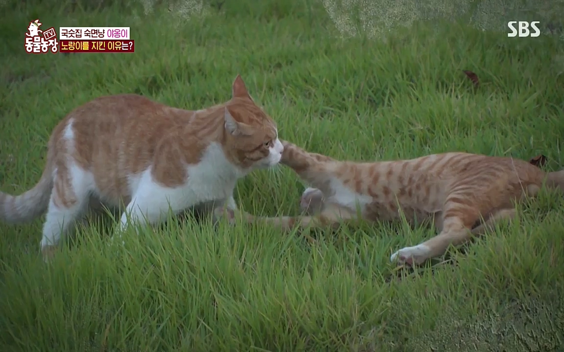 TV 동물농장.E1087.220919p-NEXT.mp4_20220918_180221.210.jpg