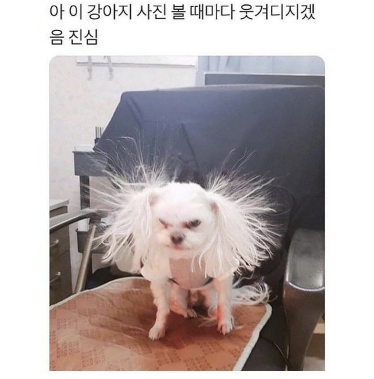 동물 밈] 동물 짤 모음