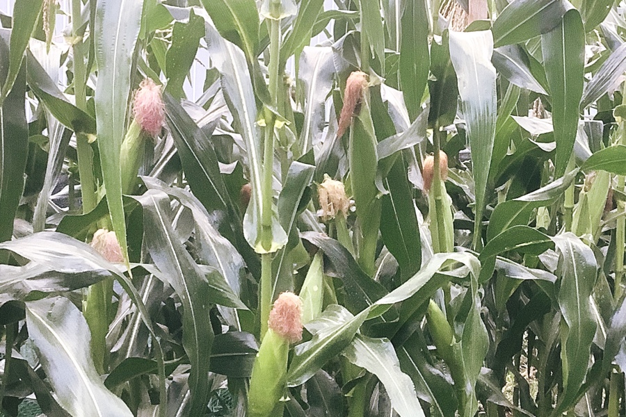 옥수수 수염차 만드는 법 칼로리 카페인의 부작용 6