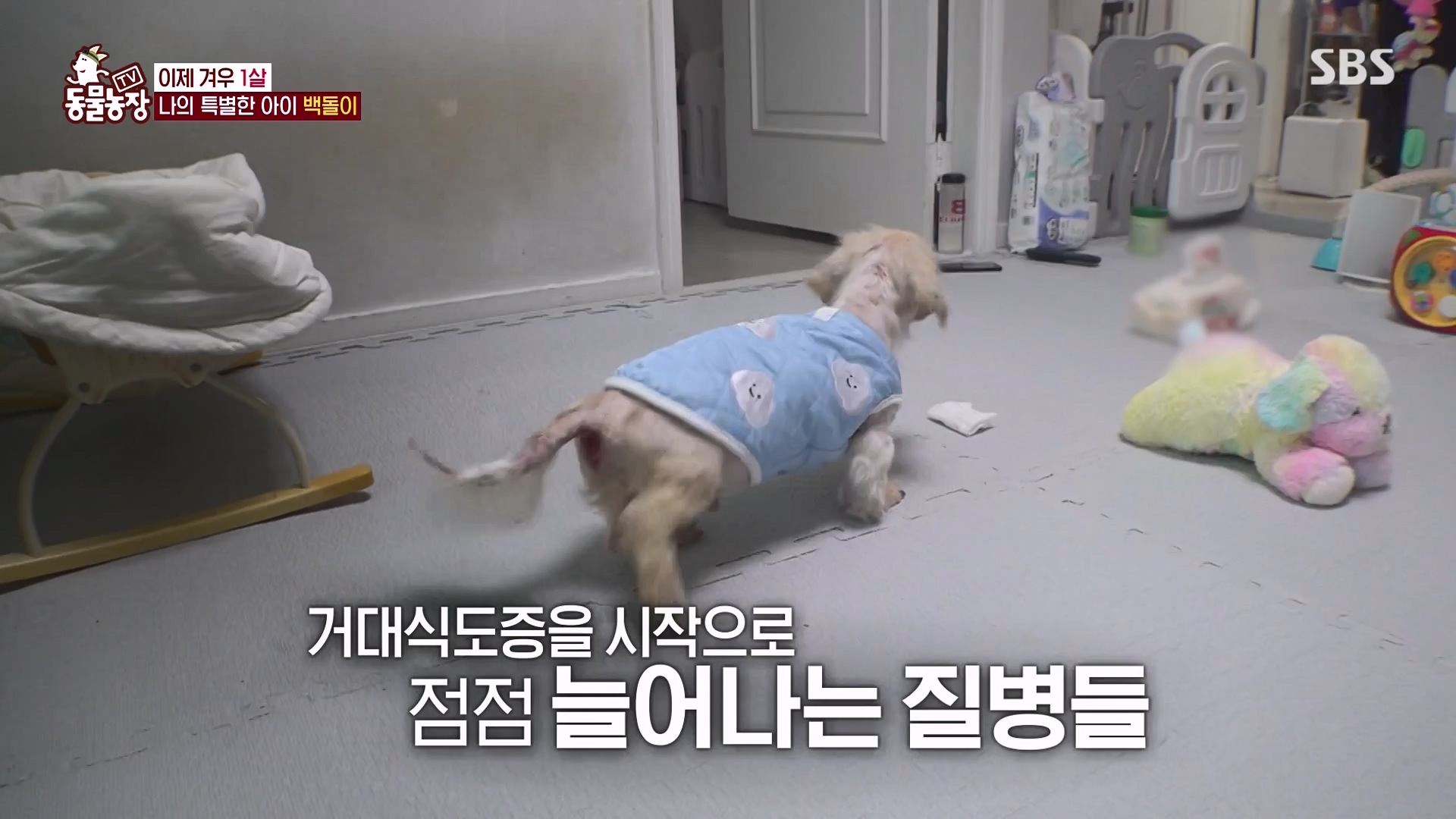 TV 동물농장.E1164.240324p-NEXT.mp4_20240324_172344.498.jpg