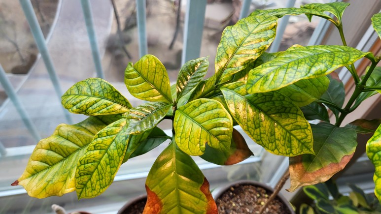 퓨처 그린 식물등으로! 16