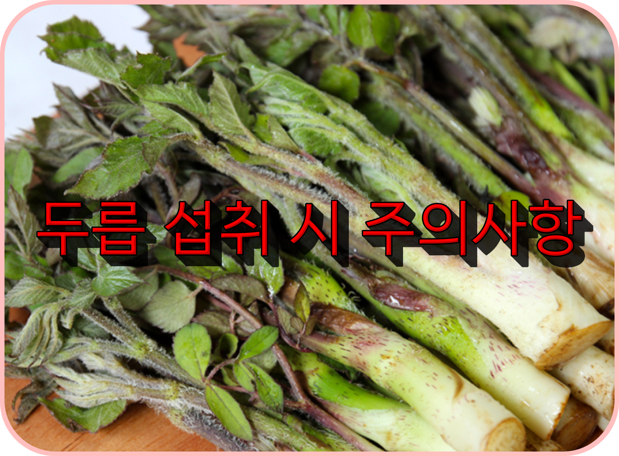 두릅 섭취 시 주의사항