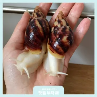백와달팽이 가격 키우기 분양 수명 먹이 성격 종류_4