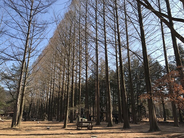 남이섬 입장료