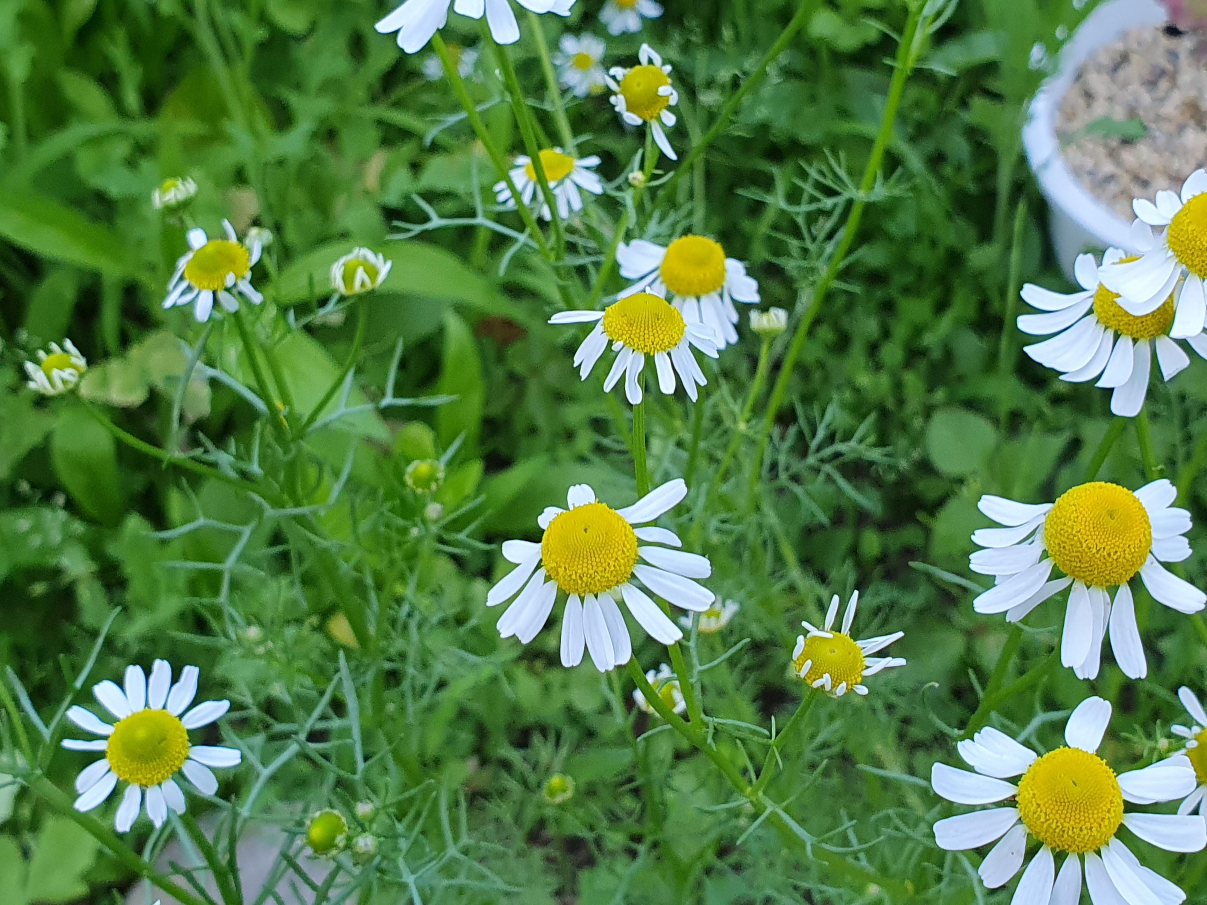 캐모마일(chamomile)꽃