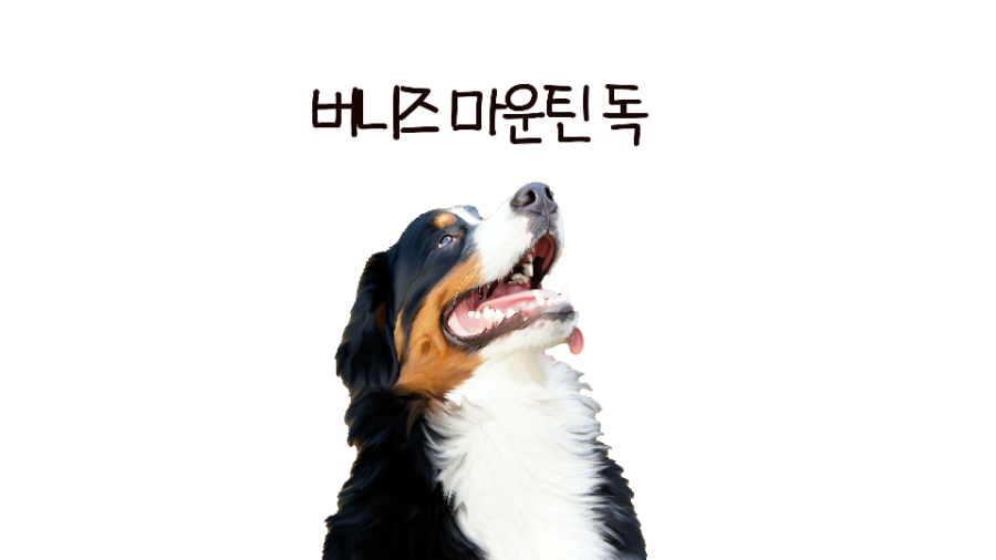 버니즈마운틴 독 5