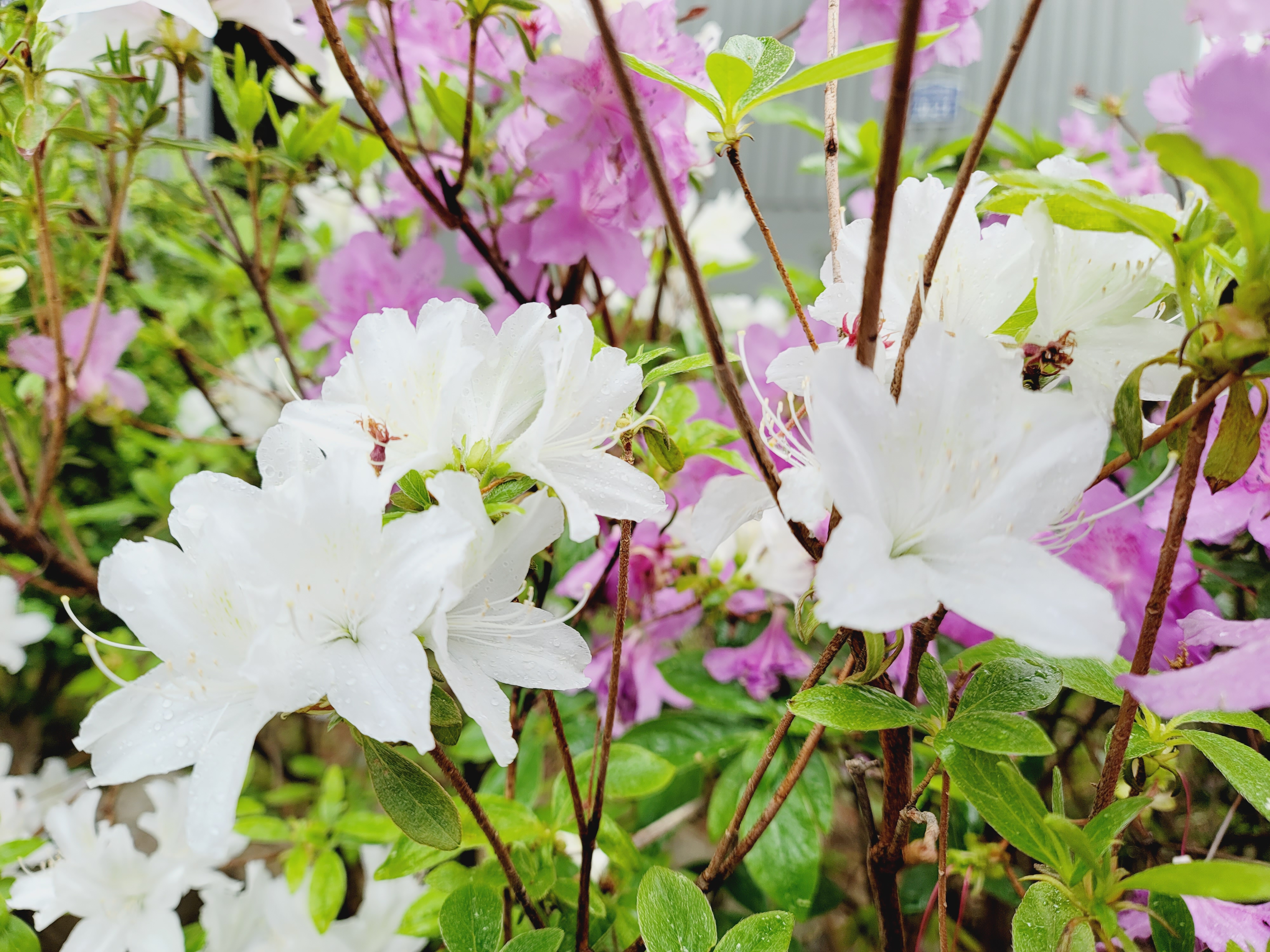 산철쭉 화단접대 56