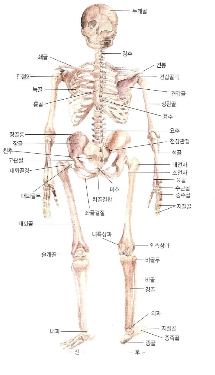  인체 전신 골격도