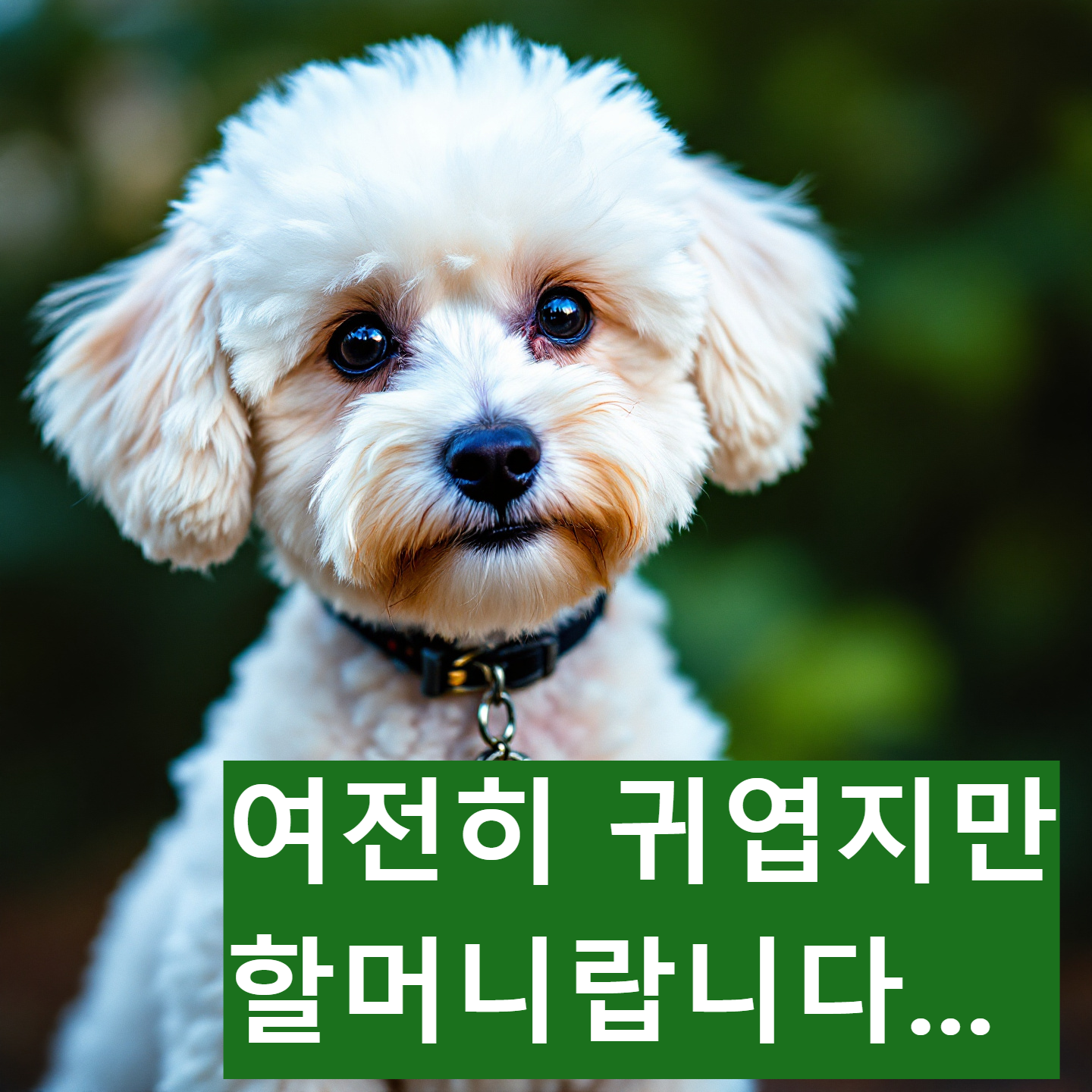 나이 계산기