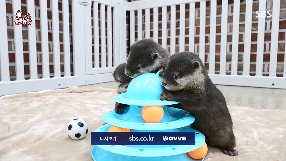 TV 동물농장.E1128.230709p.H264-F1RST.mp4_20230709_183621.012.jpg