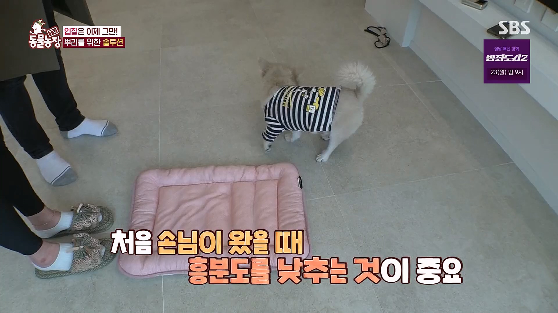 TV 동물농장.E1104.230115p.H264-F1RST.mp4_20230115_173203.242.jpg