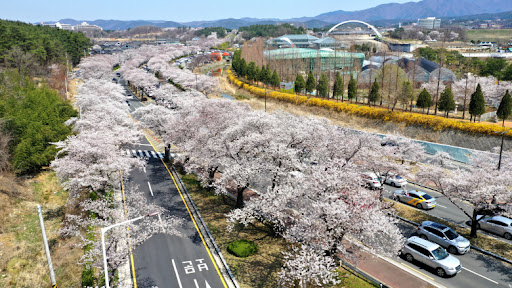 2025년 벚꽃 명소 추천 : 경주 보문단지