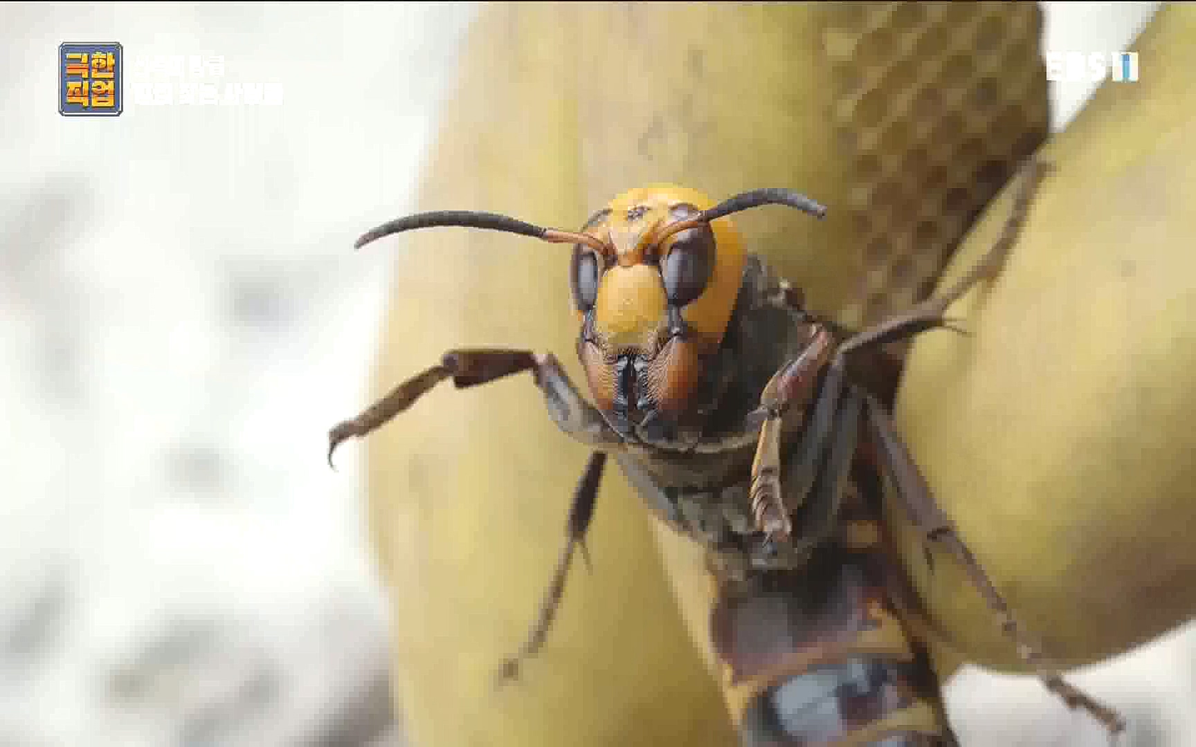벌집 찾는 사람들.mp4_20221006_212404.264.jpg