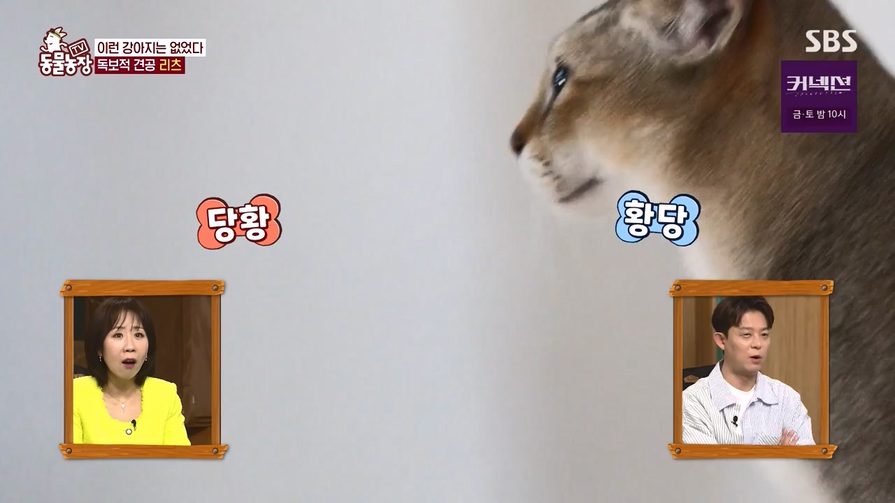 TV 동물농장.E1173.240527p-NEXT.mp4_20240526_155712.433.jpg