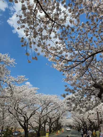 경주 벚꽃축제4